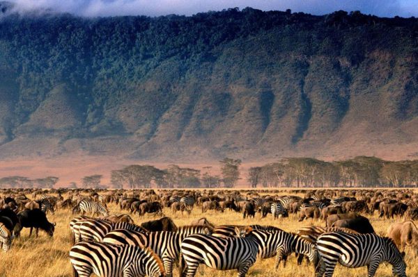 Tecomate-Safari-10