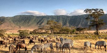 Safari Packages_0001