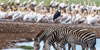Safari Packages_0015