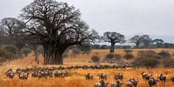 Safari Packages_0019