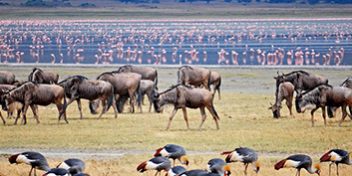 Safari Packages_0032
